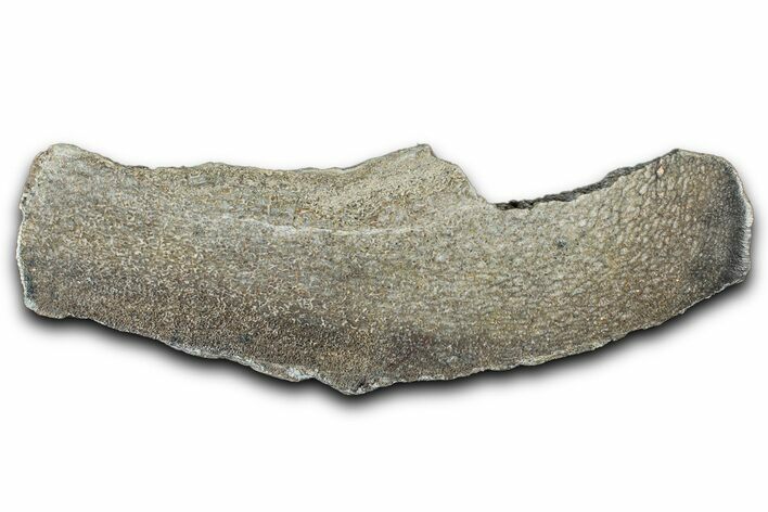 Polished Dinosaur Bone (Gembone) Slab - Morocco #349641